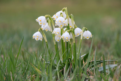 Close-up of white flowering plants on field