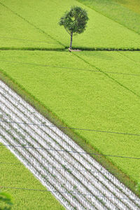 High angle view of green field