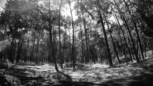 View of trees in forest