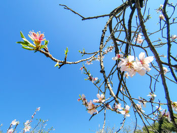 Low angle view of cherry blossom against blue sky