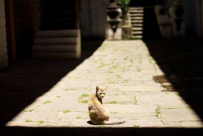 Portrait of cat sitting on footpath