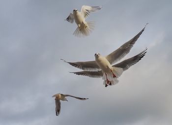 Low angle view of seagulls flying in sky