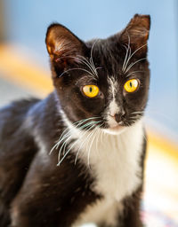 Close-up portrait of a cat