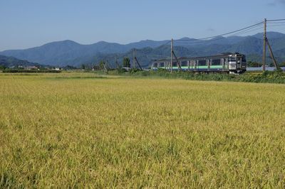 Clear blue sky, golden-colored rice paddy and rapid train niseko liner