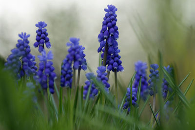 Close-up of purple flowers growing in field