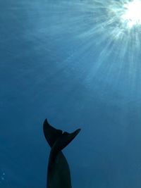 Silhouette fish swimming undersea