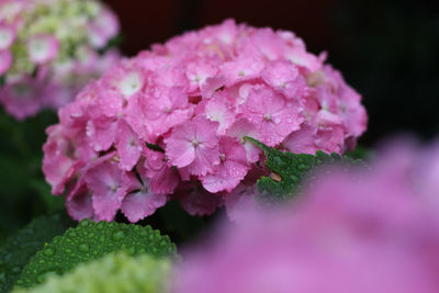 Close-up of purple flowers