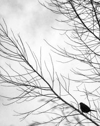 Low angle view of bird on bare tree against sky