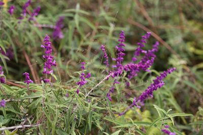 Close-up of purple flowering plants on field