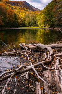 Scenic view of lake in forest during autumn