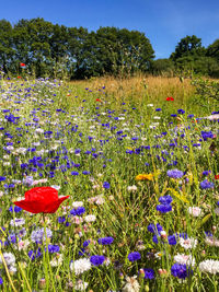 Close-up of fresh purple poppy flowers in field