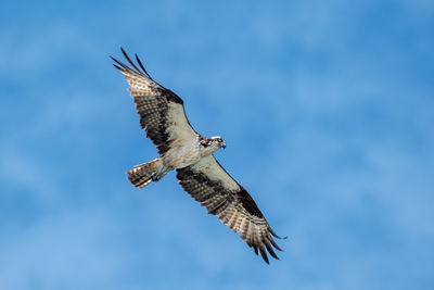 Low angle view of bird flying against sky