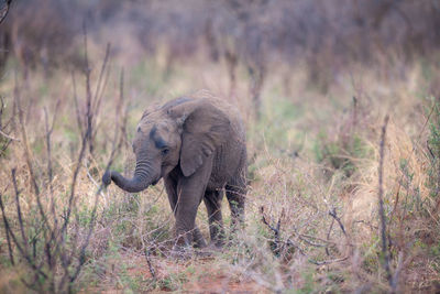 Close up view of elephant calf in african savannah, madikwe game reserve, south africa
