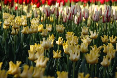 Close-up of yellow tulips blooming outdoors