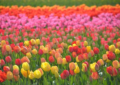 Close-up of multi colored tulips in field