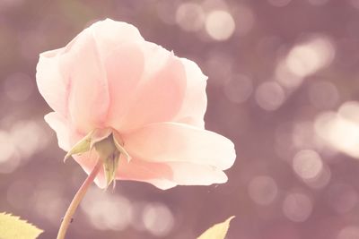 Close-up of pink rose