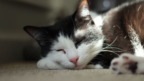 Close-up of cat relaxing at home