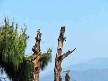 Bird perching on tree against clear blue sky