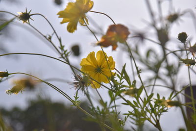 Close-up of yellow flowering plant