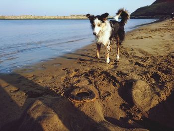 Dog on beach against sky