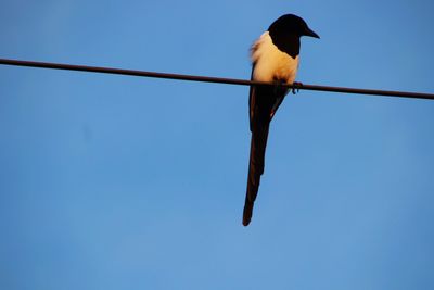 Low angle view of bird perching against clear blue sky