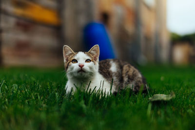 Portrait of cat on field