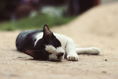 Close-up of a cat resting