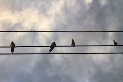 Low angle view of birds perching on cable against sky