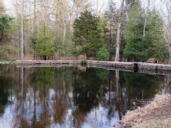 Scenic view of lake in forest