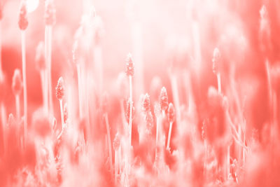 Full frame shot of pink flowering plants