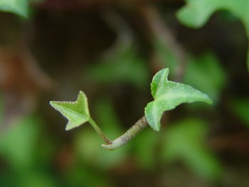 Close-up of green leaves