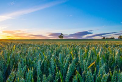 Scenic view of wheat field against blue sky