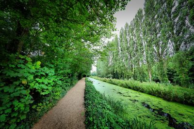 Empty road amidst trees in forest