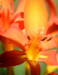 Close-up of orange day lily blooming outdoors