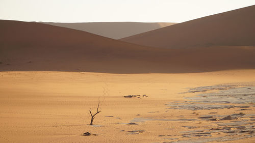 View of a desert