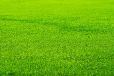Full frame shot of green field