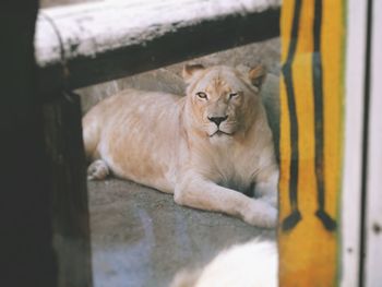 Close-up of cat