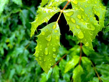 Close-up of raindrops on leaves