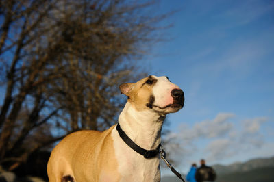 Close-up of dog against sky