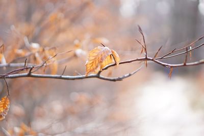 Close-up of dry leaves on branch during winter