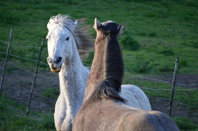 Portrait of horse in field