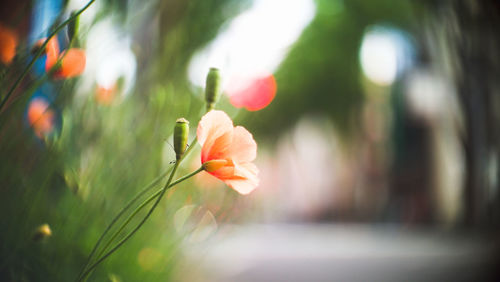 Close-up of red flowering plant