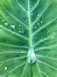 Close-up of water drops on leaves