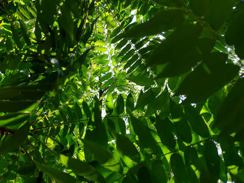 Low angle view of raindrops on tree leaves