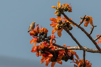 Low angle view of bird perching on flowering tree against clear sky