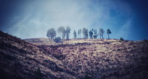 Trees on field against sky