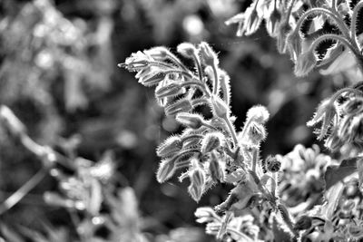 Close-up of flowering plant