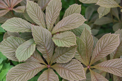 Full frame shot of leaves