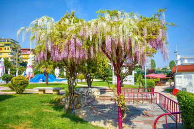 Trees in park against blue sky