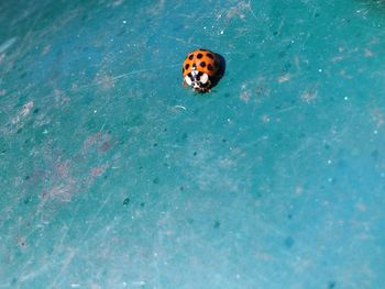 Close-up of ladybug on blue metal